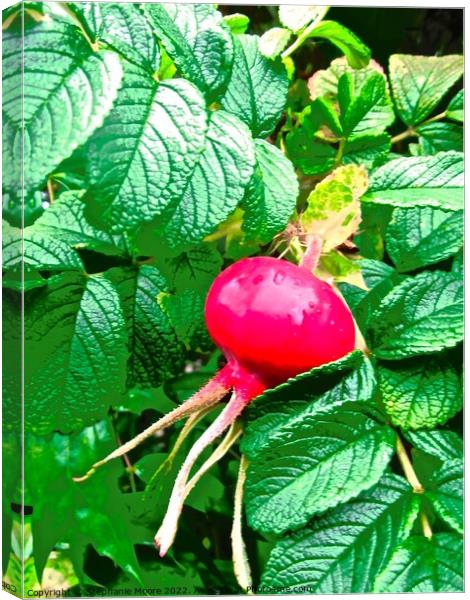 Red Berry Canvas Print by Stephanie Moore