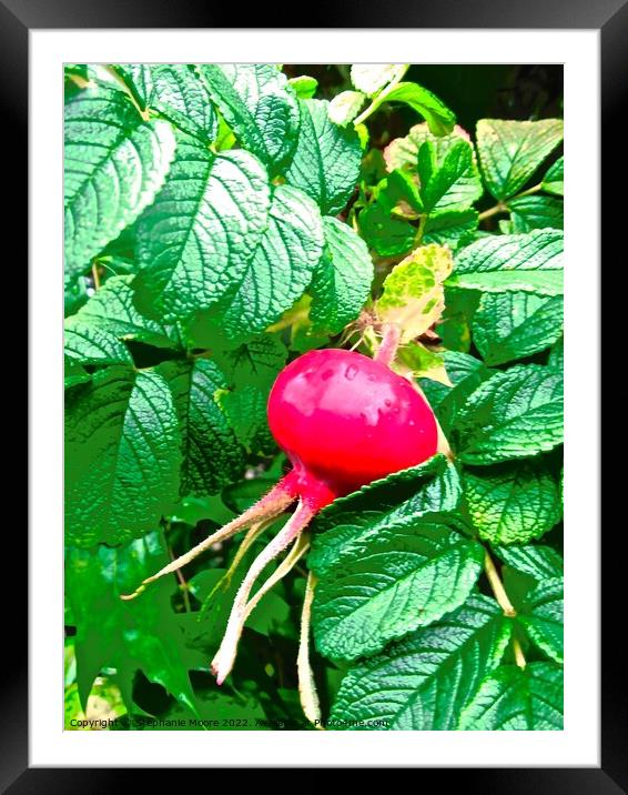 Red Berry Framed Mounted Print by Stephanie Moore