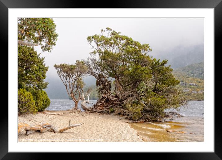 Twisted bushes - Cradle Mountain Framed Mounted Print by Laszlo Konya