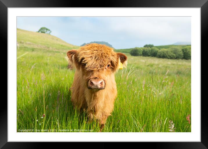 Highland Cow calf Framed Mounted Print by Kay Roxby