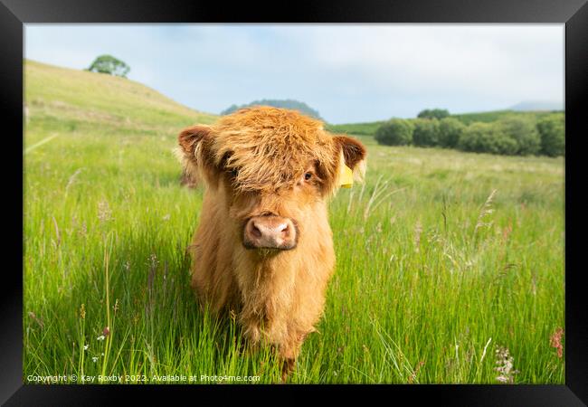 Highland Cow calf Framed Print by Kay Roxby