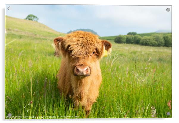 Highland Cow calf Acrylic by Kay Roxby