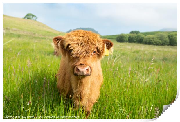 Highland Cow calf Print by Kay Roxby