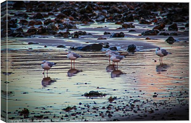 Seagulls Reflecting Canvas Print by GJS Photography Artist