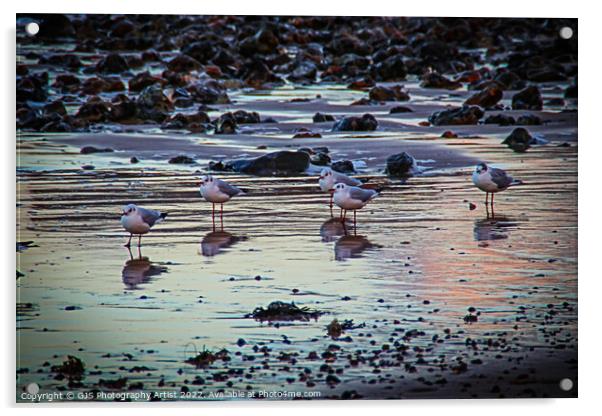 Seagulls Reflecting Acrylic by GJS Photography Artist