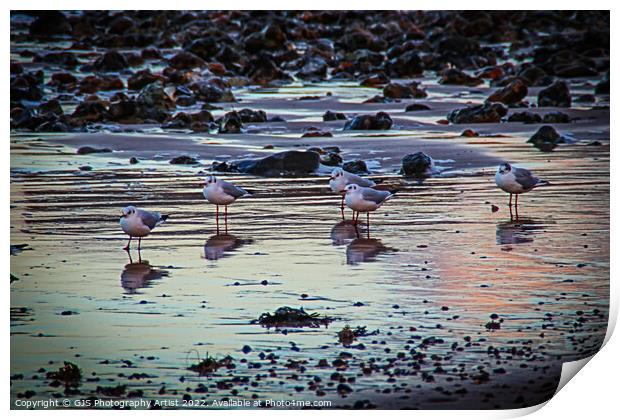 Seagulls Reflecting Print by GJS Photography Artist