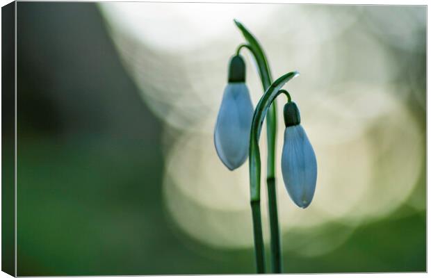 Snowdrops in St Andrew's churchyard, Sutton-in-the-Isle Canvas Print by Andrew Sharpe