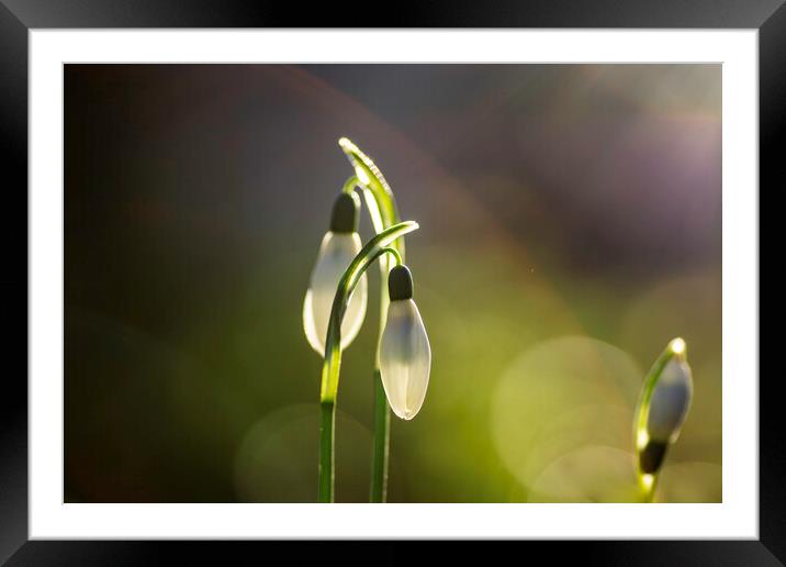 Snowdrops in St Andrew's churchyard, Sutton-in-the Framed Mounted Print by Andrew Sharpe