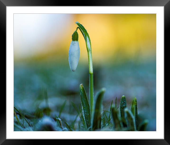 Snowdrops in St Andrew's churchyard, Sutton-in-the-Isle Framed Mounted Print by Andrew Sharpe