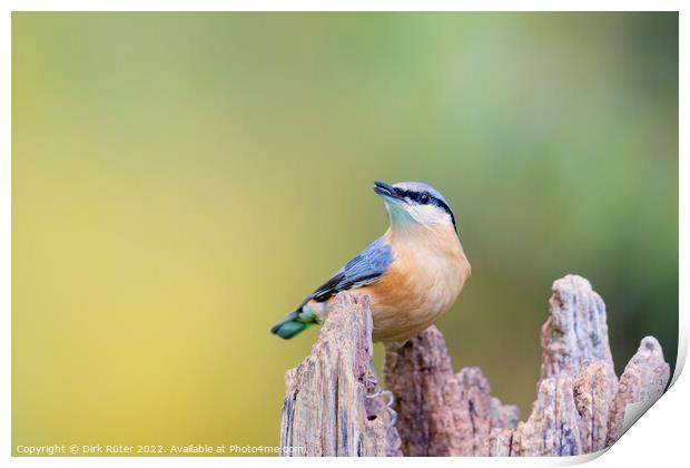 Eurasian nuthatch (Sitta europaea) Print by Dirk Rüter