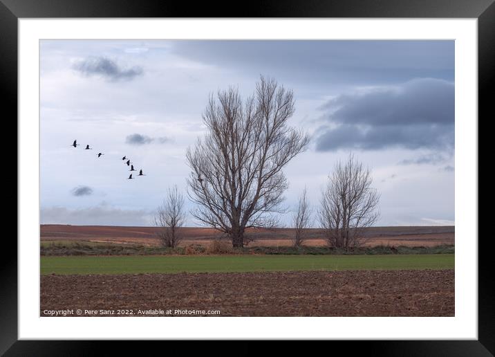 Flock of Cranes Returning to Gallocanta Lagoon, Spain Framed Mounted Print by Pere Sanz