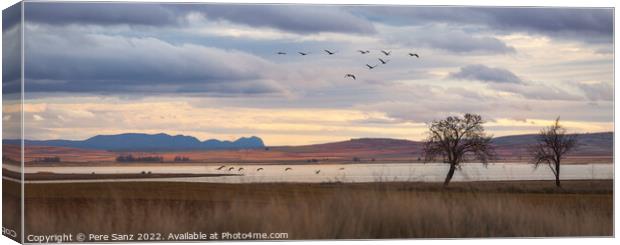 Flock of Cranes Returning to Gallocanta Lagoon, Spain Canvas Print by Pere Sanz