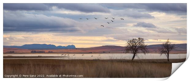 Flock of Cranes Returning to Gallocanta Lagoon, Spain Print by Pere Sanz