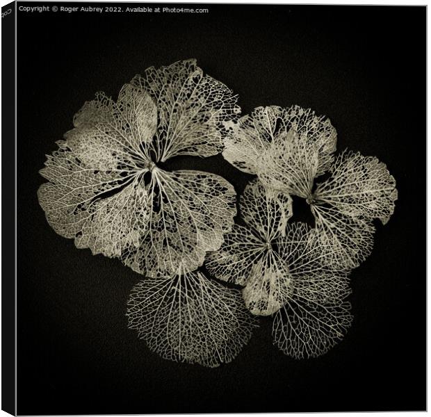 Hydrangea petals in Lace Canvas Print by Roger Aubrey