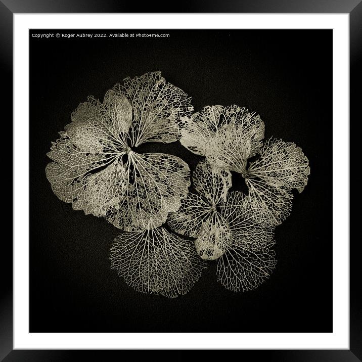 Hydrangea petals in Lace Framed Mounted Print by Roger Aubrey
