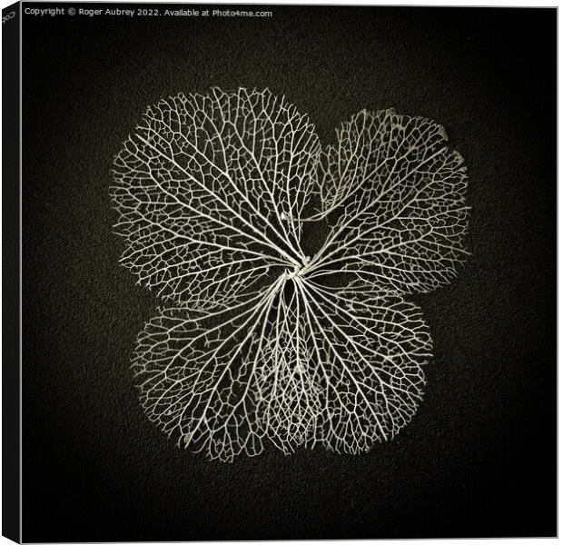 Hydrangea lace petal Canvas Print by Roger Aubrey