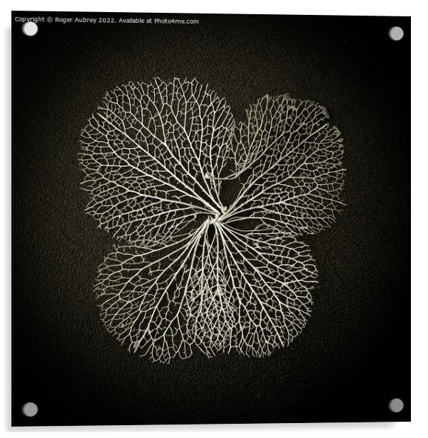 Hydrangea lace petal Acrylic by Roger Aubrey
