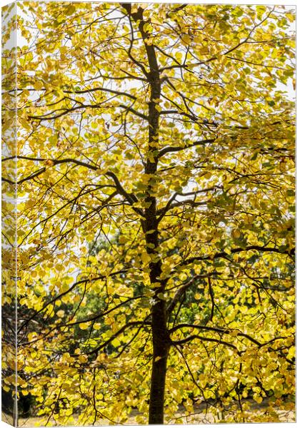 Linden tree in autumn Canvas Print by Phil Crean