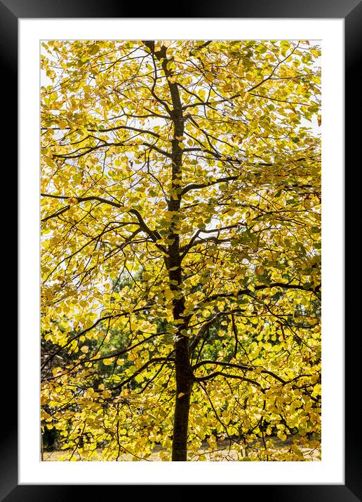 Linden tree in autumn Framed Mounted Print by Phil Crean