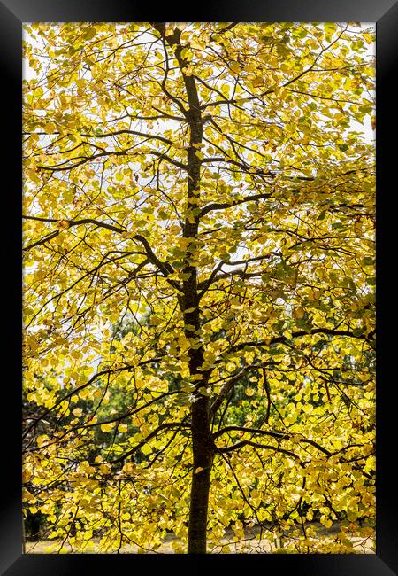 Linden tree in autumn Framed Print by Phil Crean