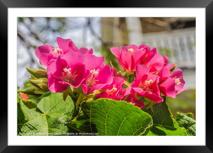 Pinkball Tropical Hydrangea Key West Florida Framed Mounted Print by William Perry
