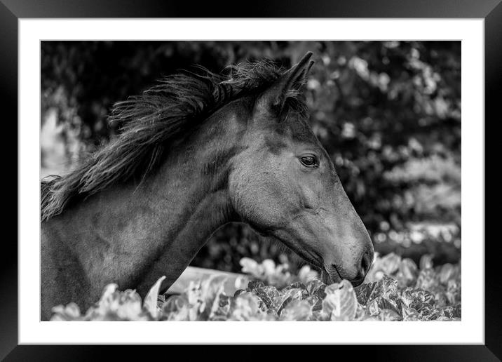 Horse head in profile Framed Mounted Print by Phil Crean