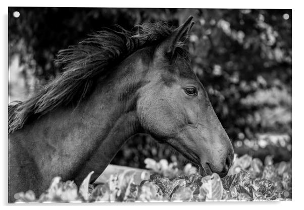 Horse head in profile Acrylic by Phil Crean