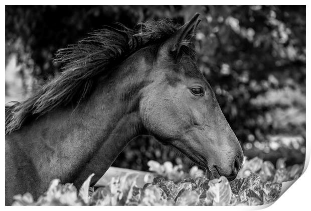 Horse head in profile Print by Phil Crean