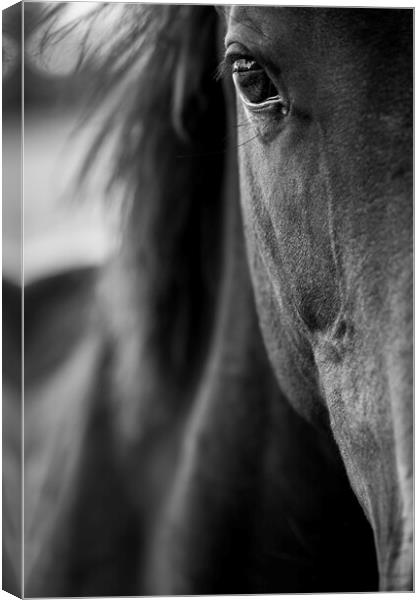 Horses eye close up Canvas Print by Phil Crean