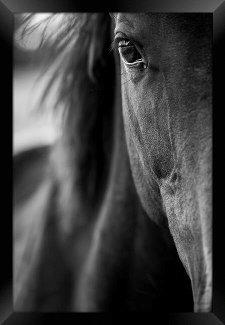 Horses eye close up Framed Print by Phil Crean