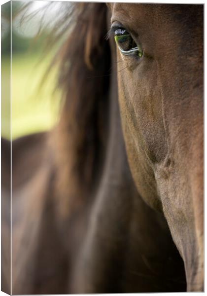 A close up of a horse that is looking at the camera Canvas Print by Phil Crean