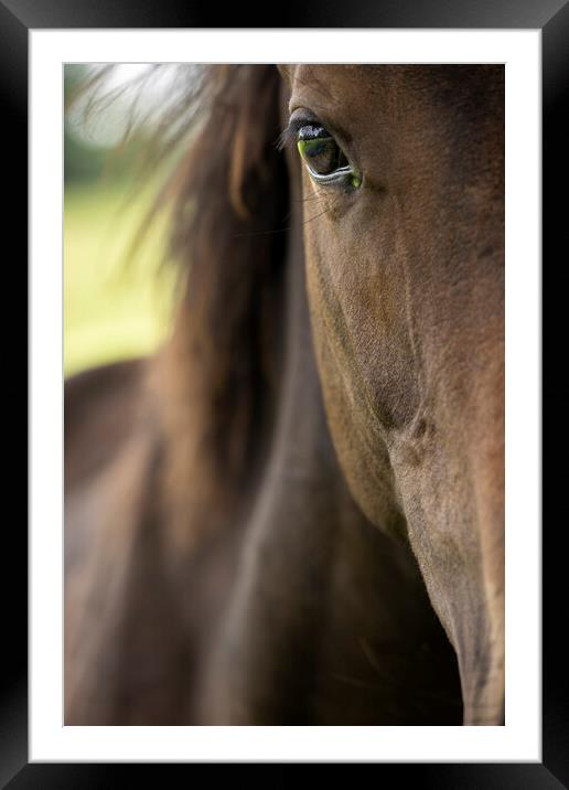 A close up of a horse that is looking at the camera Framed Mounted Print by Phil Crean