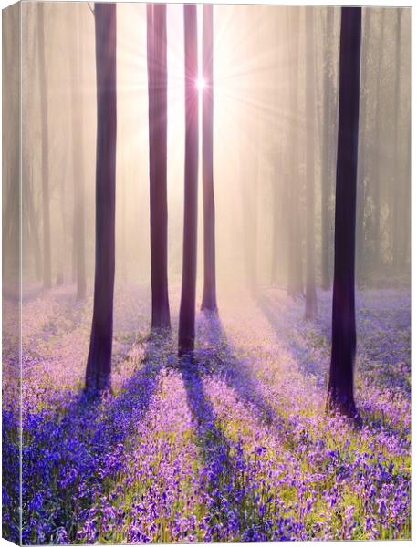 Portrait of a Bluebell Wood Canvas Print by David Neighbour