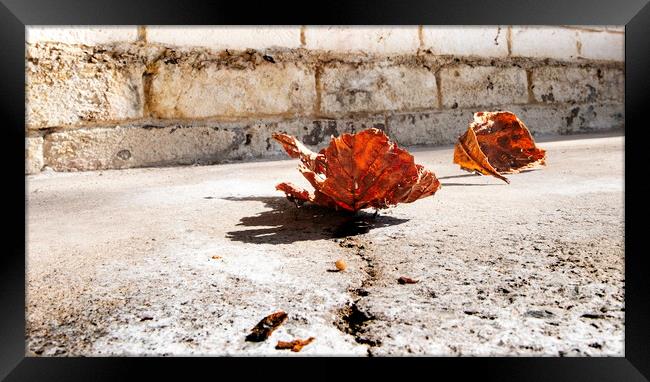 Cracked and withered #01 Framed Print by Steve Taylor