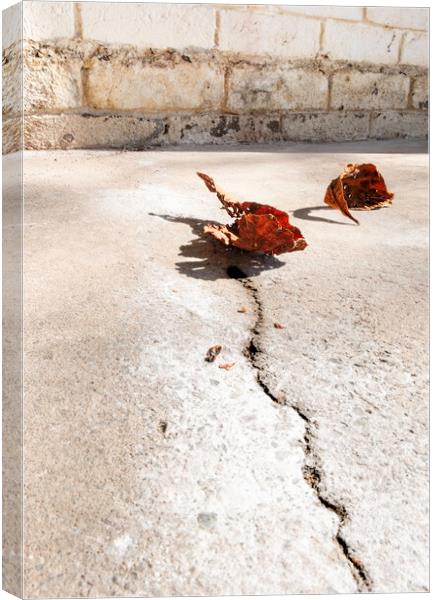 Cracked and Withered #3 Canvas Print by Steve Taylor