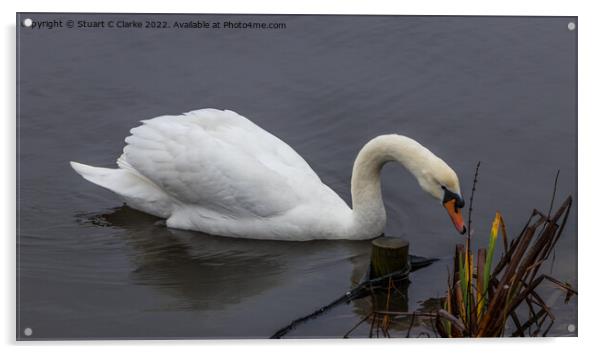 Swan Acrylic by Stuart C Clarke