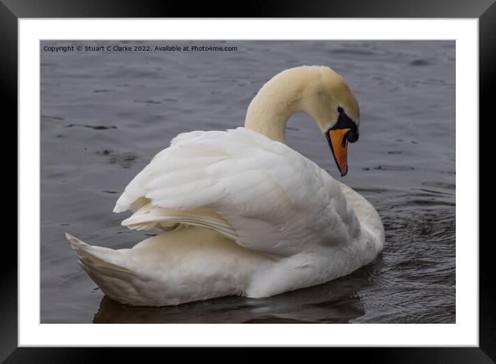Swan Framed Mounted Print by Stuart C Clarke