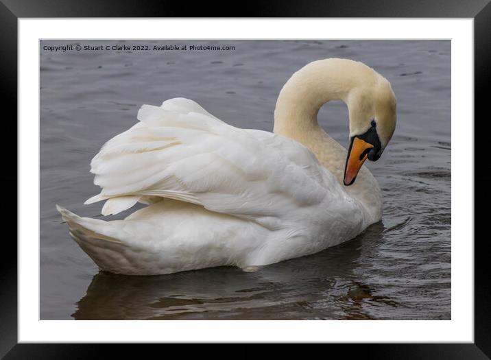 Swan Framed Mounted Print by Stuart C Clarke