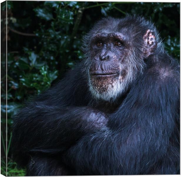 Western Chimpanzee folding its arms Canvas Print by Jason Wells