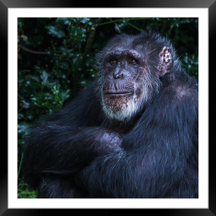 Western Chimpanzee folding its arms Framed Mounted Print by Jason Wells