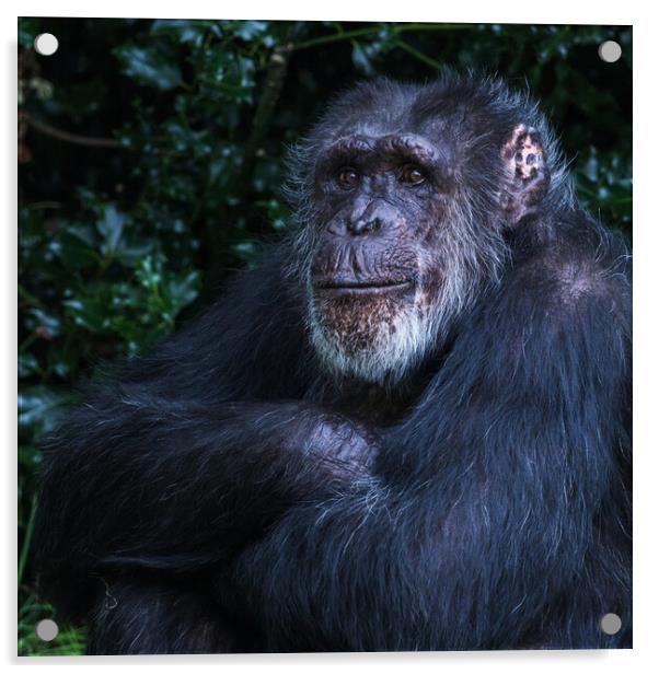 Western Chimpanzee folding its arms Acrylic by Jason Wells
