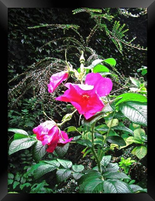 Roses in the rain Framed Print by Stephanie Moore