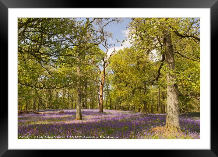 Oak and Bluebells Framed Mounted Print by Lady Debra Bowers L.R.P.S