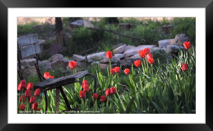 Tulip Haven Framed Mounted Print by Philip Lehman