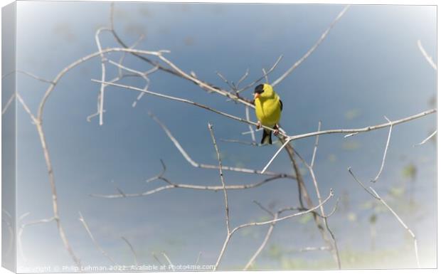 Gold finch on branch Canvas Print by Philip Lehman
