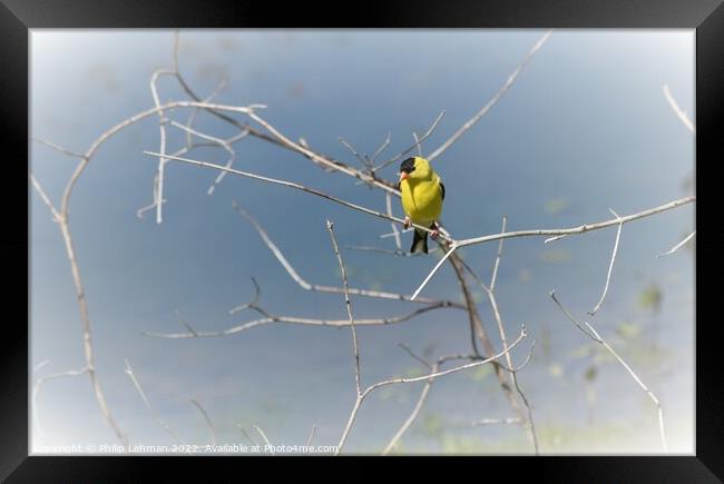 Gold finch on branch Framed Print by Philip Lehman