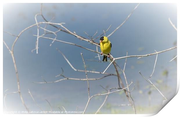 Gold finch on branch Print by Philip Lehman