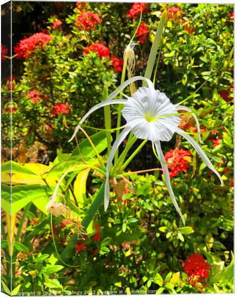 Tropical Spider Lily Canvas Print by Graham Lathbury