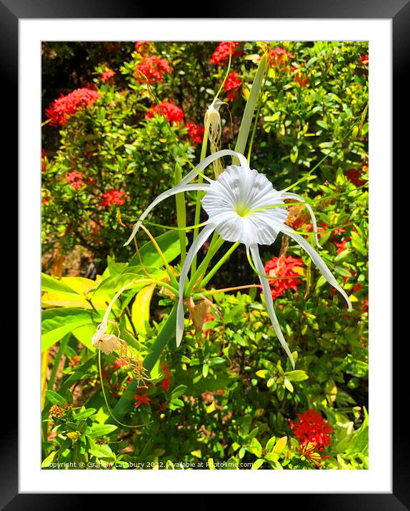 Tropical Spider Lily Framed Mounted Print by Graham Lathbury