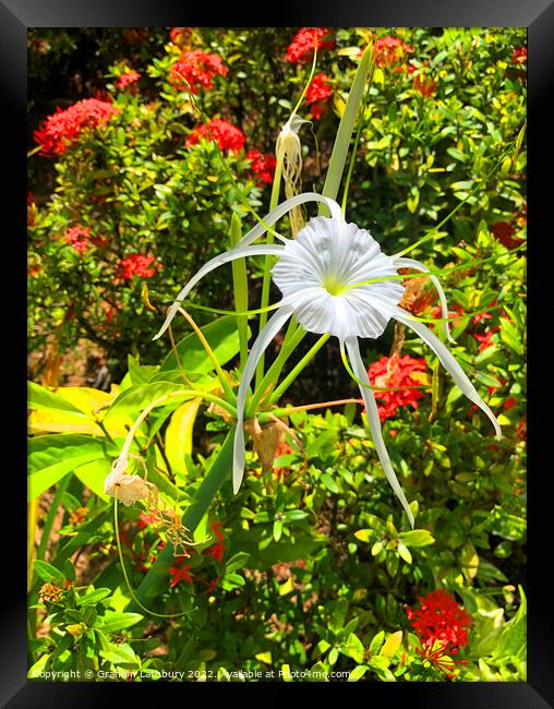 Tropical Spider Lily Framed Print by Graham Lathbury